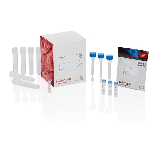 Alexa Fluor™ 488 Protein Labeling Kit