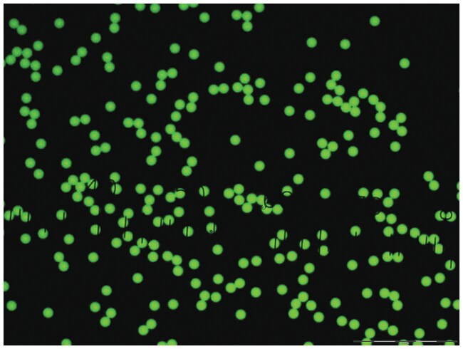 Partículas fluorescentes acuosas Fluoro-Max teñidas de color verde