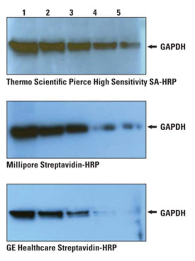 Pierce™ High Sensitivity Streptavidin-HRP