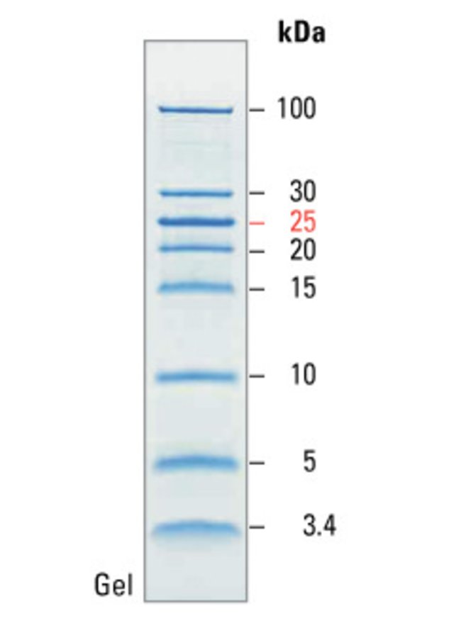 PageRuler™ Unstained Low Range Protein Ladder