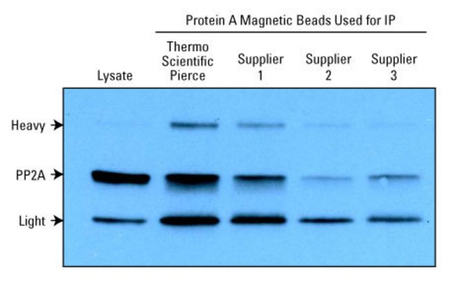 Pierce™ Protein A Magnetic Beads