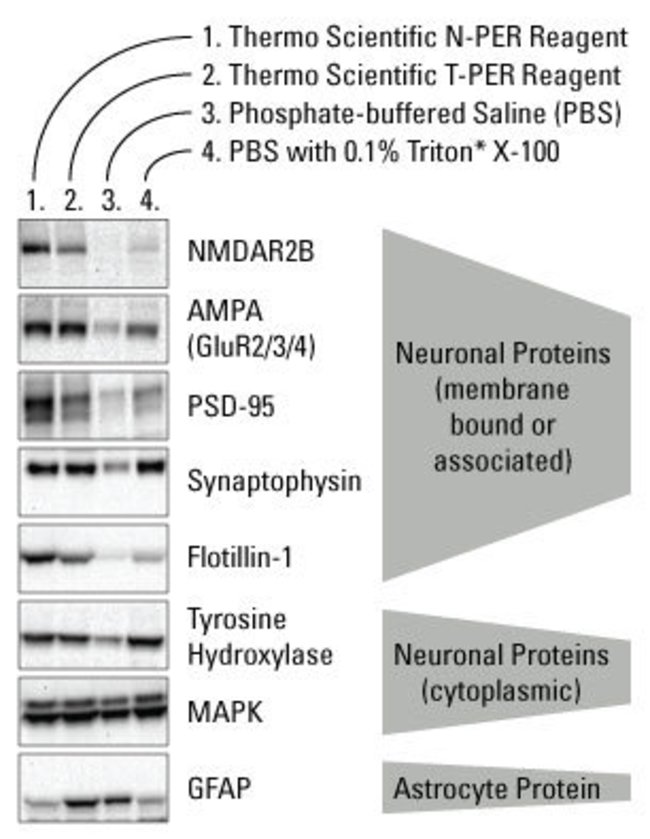 N-PER™ Neuronal Protein Extraction Reagent