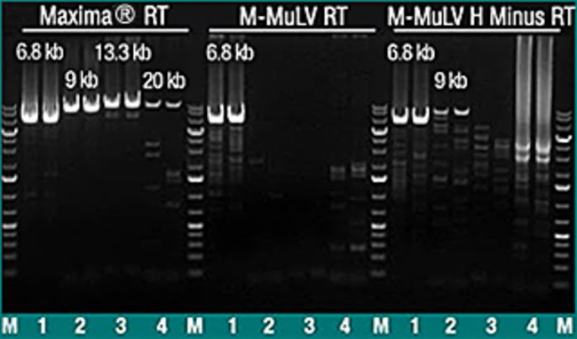 Invitrogen™ M-MLV Reverse Transcriptase (200 U/µL)