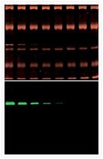 Tinción para geles de proteínas SYPRO&trade; Ruby