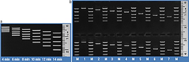 Scale ladder – from macro to atomic — Science Learning Hub