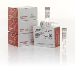 Invitrogen™ M-MLV Reverse Transcriptase (200 U/µL)