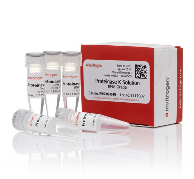 Proteinase K Solution (20 mg/mL), RNA grade