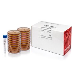 One Shot™ LB Agar Plates with or without Antibiotics