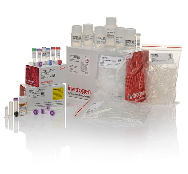 TOPO&trade; TA Cloning&trade; Kit for Sequencing, with pCR&trade;4-TOPO&trade; Vector, One Shot&trade; TOP10 Chemically Competent <i>E. coli</i>, and PureLink&trade; Quick Plasmid Miniprep Kit