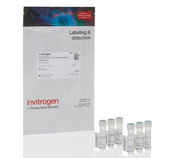 Zip Alexa Fluor™ Rapid Antibody Labeling Kits