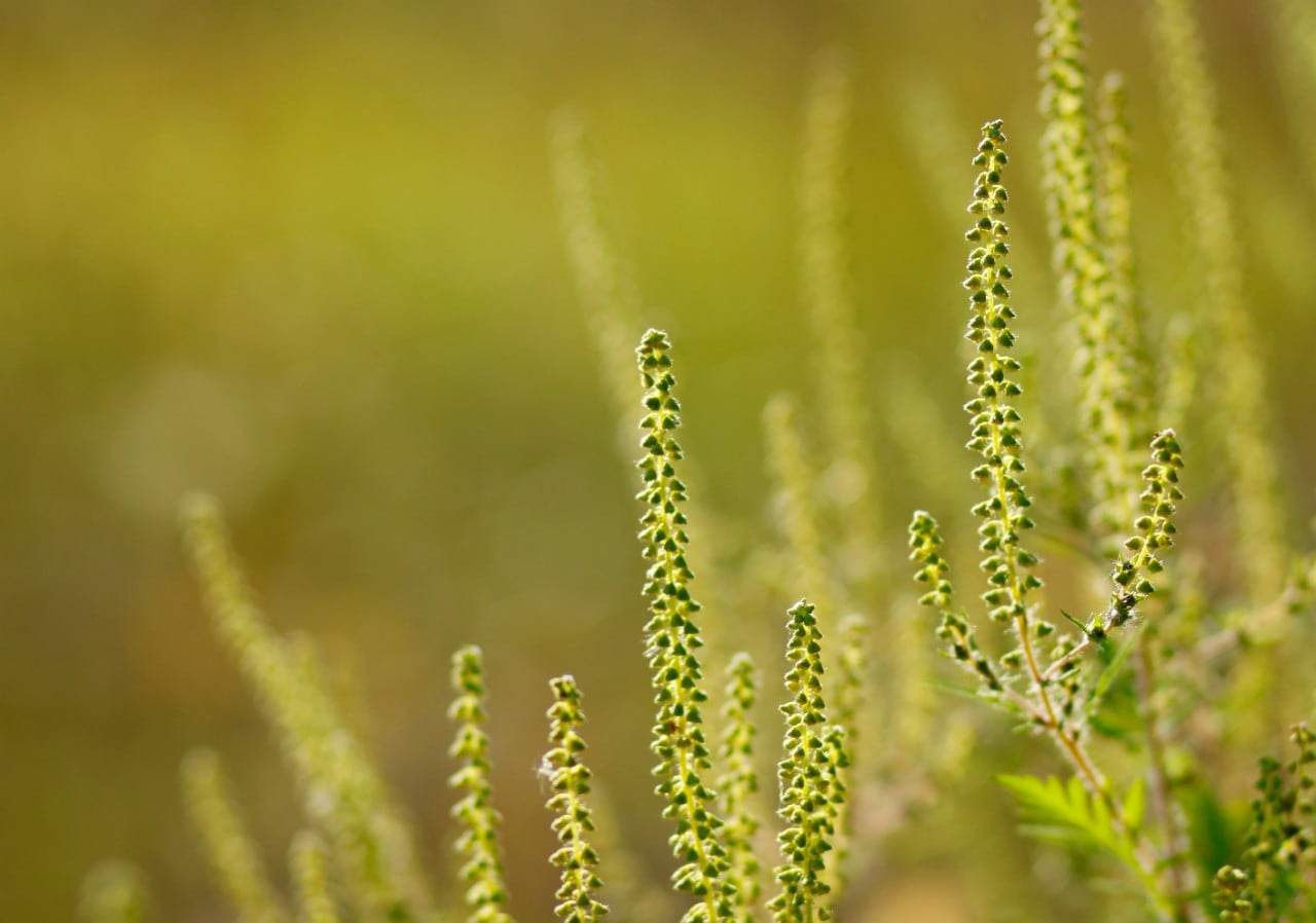 Close up of Green Ragweed Plant | Living With Allergies