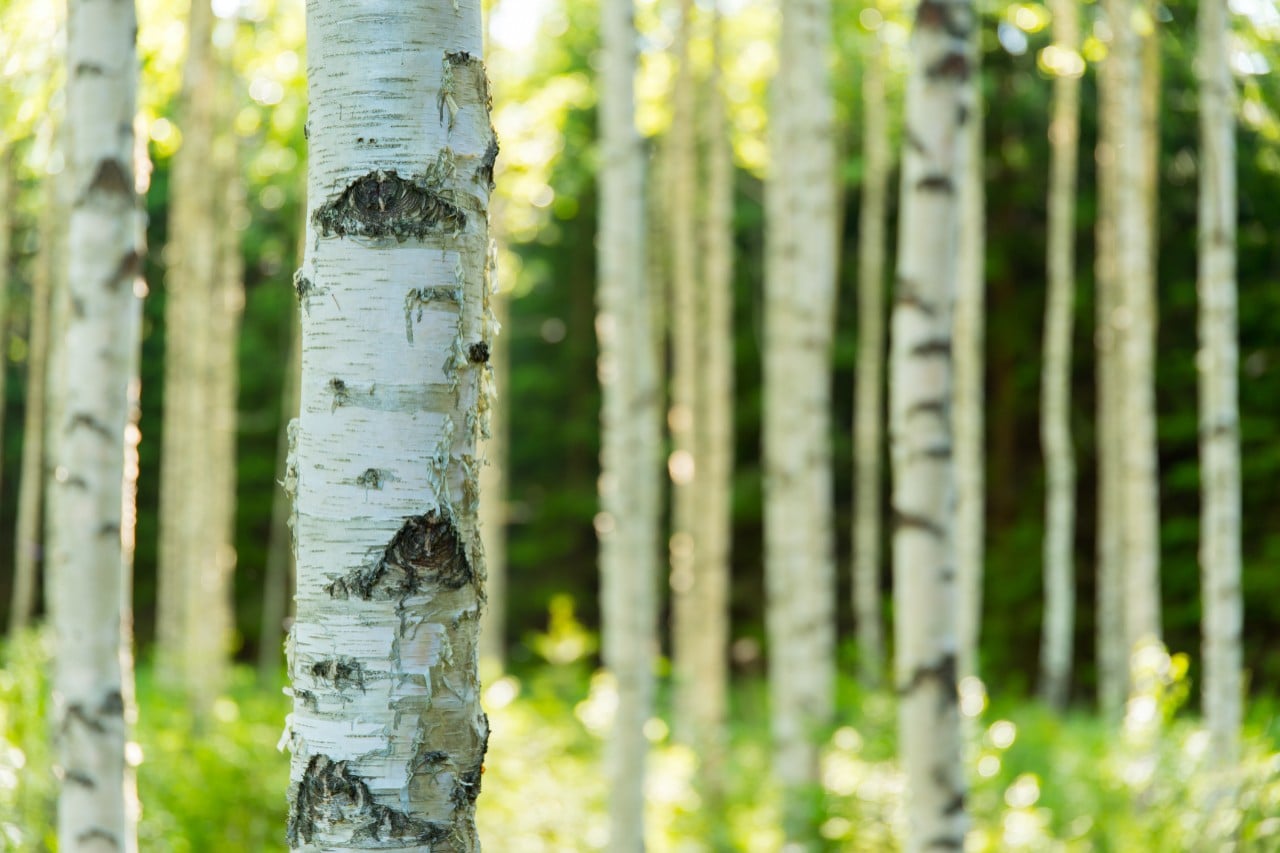 Close up of Trunks in Forest of White Birch Trees | Living With Allergies