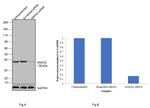 Annexin A2 Antibody