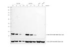 Mouse IgG (H+L) Secondary Antibody in Western Blot (WB)