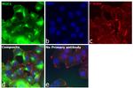 Human Kappa Light Chain Secondary Antibody in Immunocytochemistry (ICC/IF)