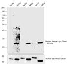 Human Kappa Light Chain Secondary Antibody in Western Blot (WB)