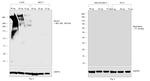 Human Kappa Light Chain Secondary Antibody in Western Blot (WB)