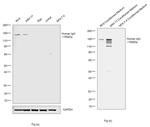 Human IgG Fc Secondary Antibody in Western Blot (WB)