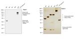 Human IgG Fc Secondary Antibody in Western Blot (WB)