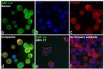 Human IgM (Heavy chain) Secondary Antibody in Immunocytochemistry (ICC/IF)