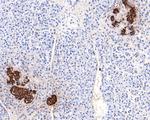 Insulin B Chain Antibody in Immunohistochemistry (Paraffin) (IHC (P))