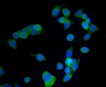 Vang-like protein 1 Antibody in Immunocytochemistry (ICC/IF)