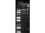 alpha-2-Macroglobulin Antibody in Western Blot (WB)