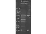 Pyranose Oxidase Antibody in Western Blot (WB)