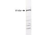 IKK beta Antibody in Western Blot (WB)