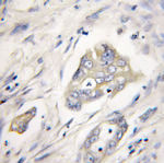 XIAP Antibody in Immunohistochemistry (Paraffin) (IHC (P))