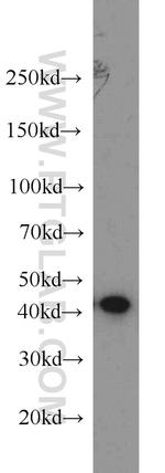 FKBPL Antibody in Western Blot (WB)