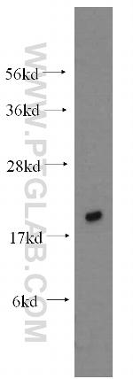 UBC9 Antibody in Western Blot (WB)