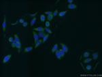 GAS7 Antibody in Immunocytochemistry (ICC/IF)