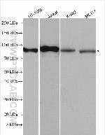 CD71 Antibody in Western Blot (WB)