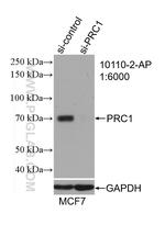 PRC1 Antibody in Western Blot (WB)