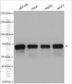 PRC1 Antibody in Western Blot (WB)