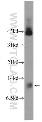 LSM8 Antibody in Western Blot (WB)