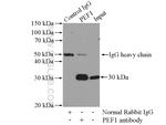 PEF1 Antibody in Immunoprecipitation (IP)