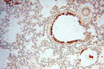 RUVBL2 Antibody in Immunohistochemistry (Paraffin) (IHC (P))