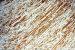 RUVBL2 Antibody in Immunohistochemistry (Paraffin) (IHC (P))