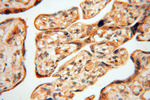 RUVBL2 Antibody in Immunohistochemistry (Paraffin) (IHC (P))