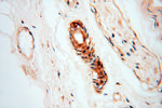 RUVBL2 Antibody in Immunohistochemistry (Paraffin) (IHC (P))