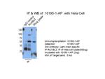 RUVBL2 Antibody in Immunoprecipitation (IP)