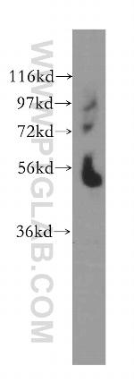 RUVBL2 Antibody in Western Blot (WB)