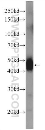 RUVBL2 Antibody in Western Blot (WB)