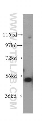 RUVBL2 Antibody in Western Blot (WB)