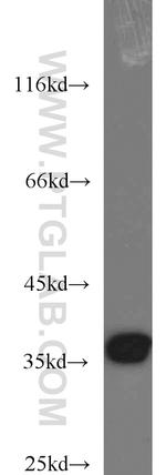 APEX1 Antibody in Western Blot (WB)