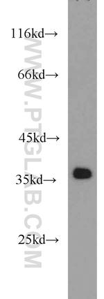 APEX1 Antibody in Western Blot (WB)