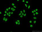 SNRPA Antibody in Immunocytochemistry (ICC/IF)