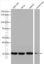 SNRPA Antibody in Western Blot (WB)